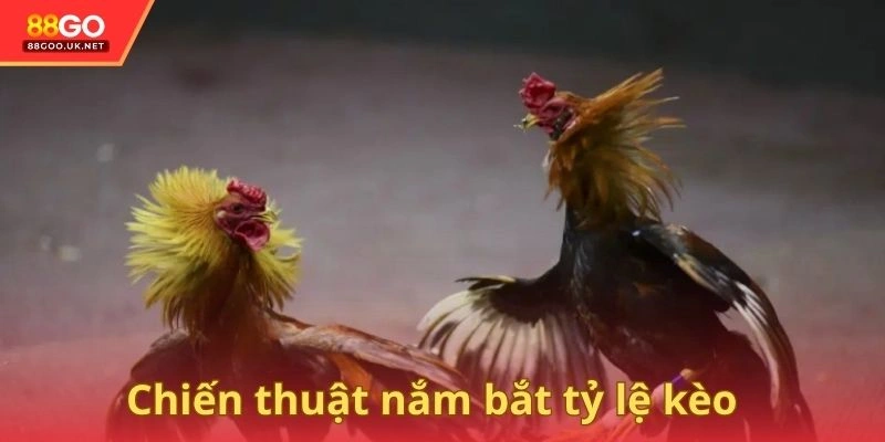 Chiến thuật nắm bắt tỷ lệ kèo khi trải nghiệm đấu chiến kê