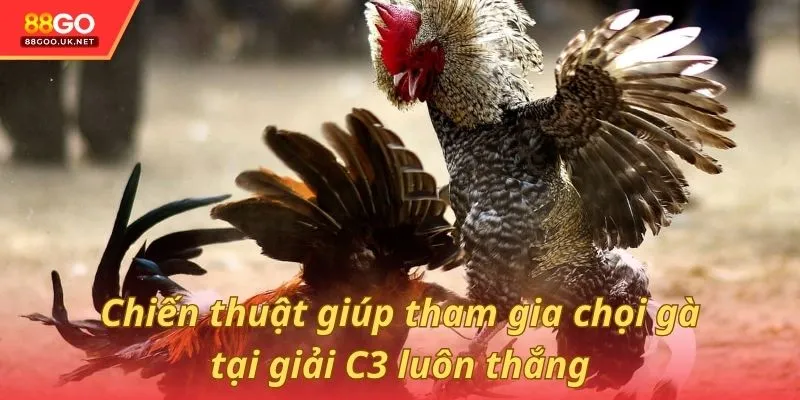 Chiến thuật giúp tham gia chọi gà tại giải C3 luôn thắng