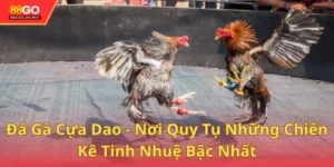 Đá Gà Cựa Dao - Nơi Quy Tụ Những Chiến Kê Tinh Nhuệ Bậc Nhất