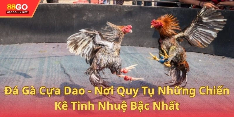 Đá Gà Cựa Dao - Nơi Quy Tụ Những Chiến Kê Tinh Nhuệ Bậc Nhất