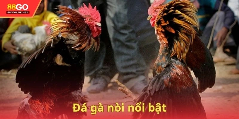 Đá gà nòi nổi bật