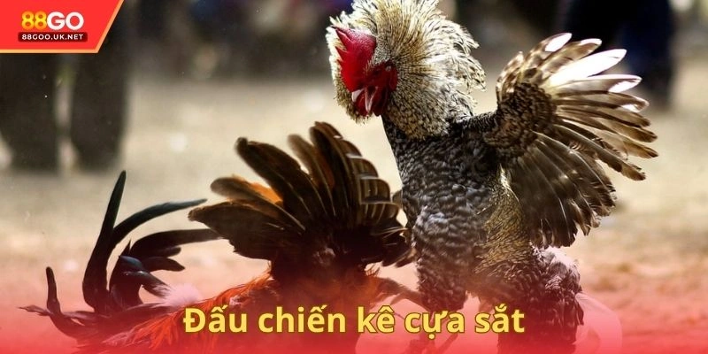 Đấu chiến kê cựa sắt