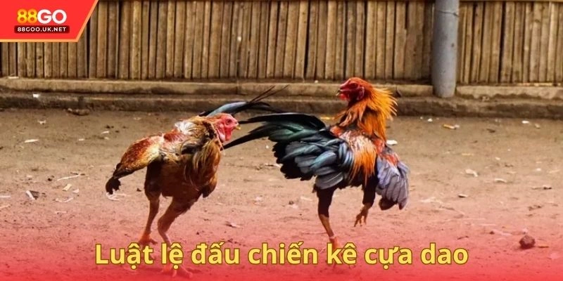 Luật lệ cùng cách chinh phục đấu chiến kê cựa dao