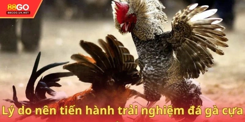 Lý do nên tiến hành trải nghiệm đá gà cựa dao