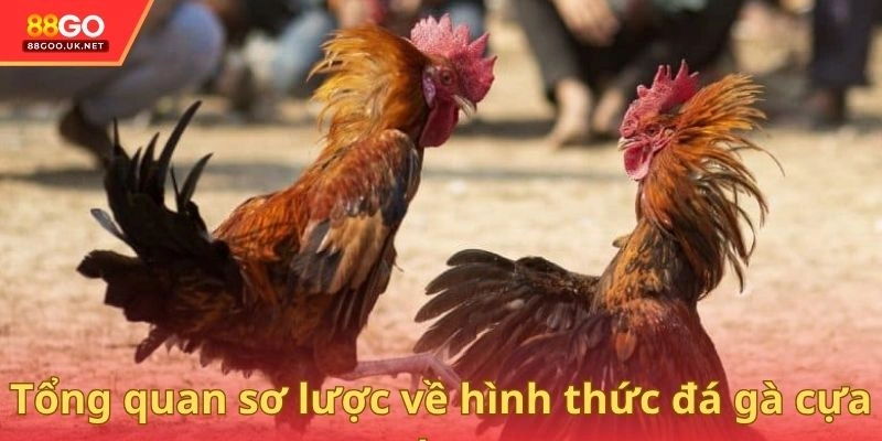 Khái quát sơ lược về đấu chiến kê cựa dao